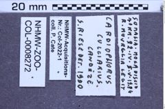 Cardiophorus culciarius (Candèze, 1889)